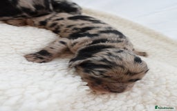 Sheepadoodle dogs for sale: Mini Sheepadoodle the wait is over!  - Image 16