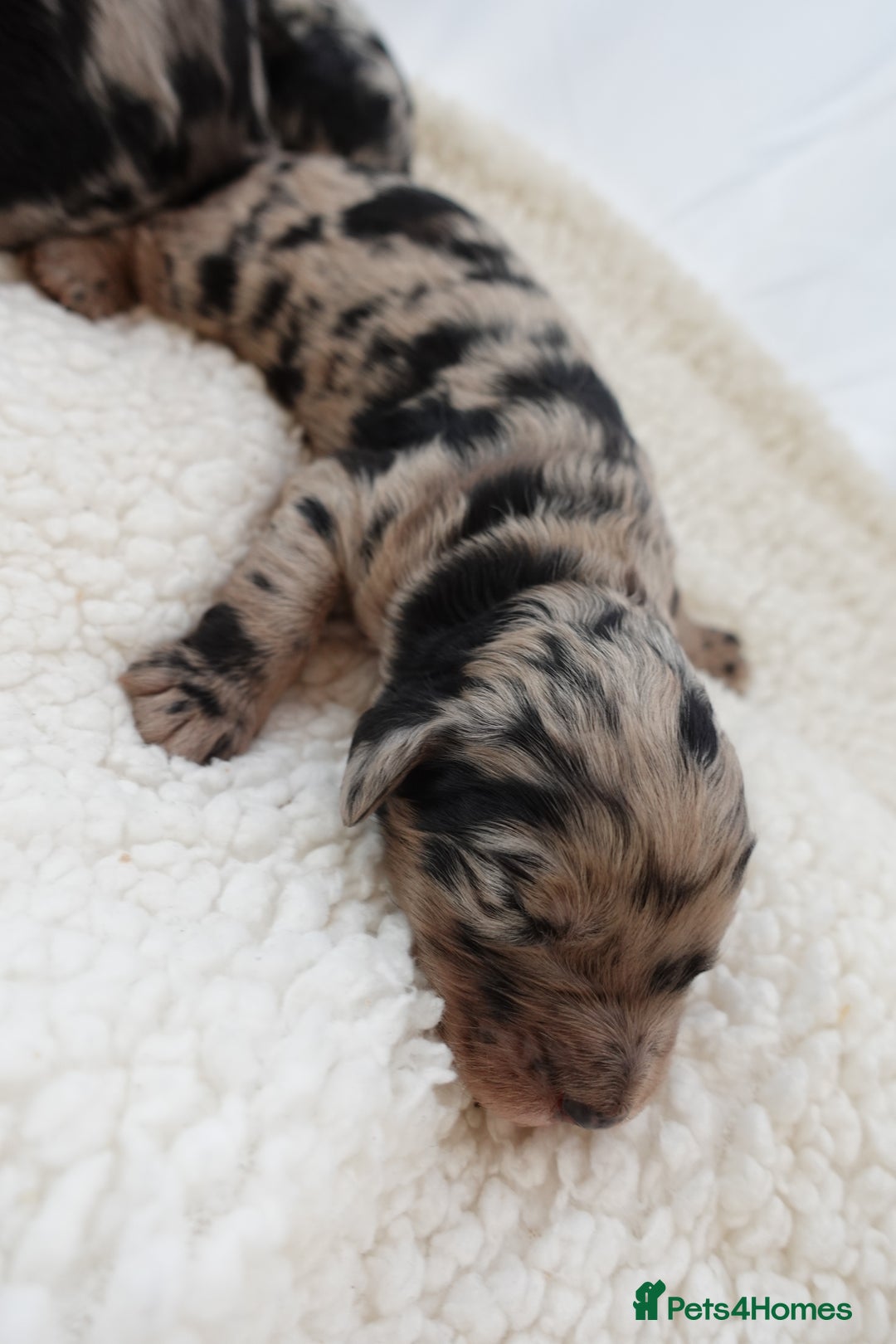 Sheepadoodle dogs for sale: Mini Sheepadoodle the wait is over!  - Image 16