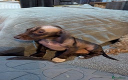 Cockapoo dogs for sale: Gorgeous Cockapoo F2 puppies for sale - Image 12