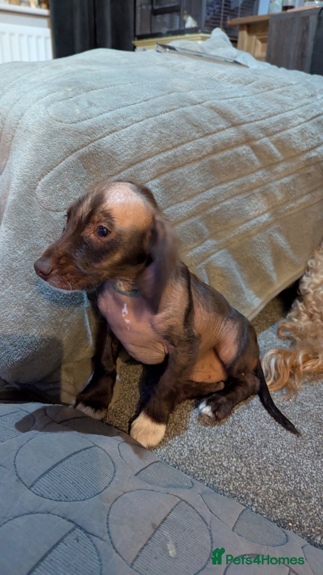 Cockapoo dogs for sale: Gorgeous Cockapoo F2 puppies for sale - Image 12