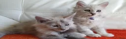 Maine Coon cats for sale: TICA REGISTERED GORGEOUS MAINE COONKITTENS - Advert 10