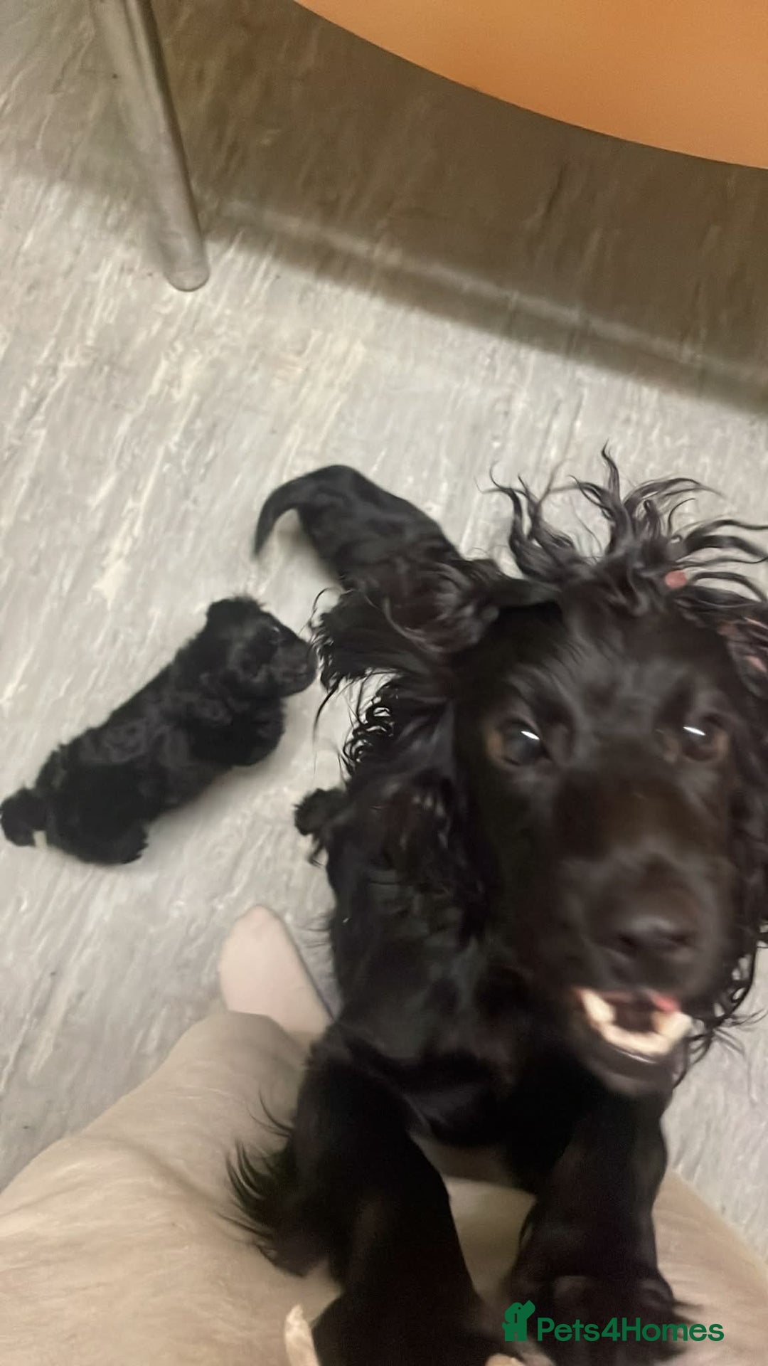 Cockapoo dogs for sale: 2 black stunning girls cockerpoos - Advert 2