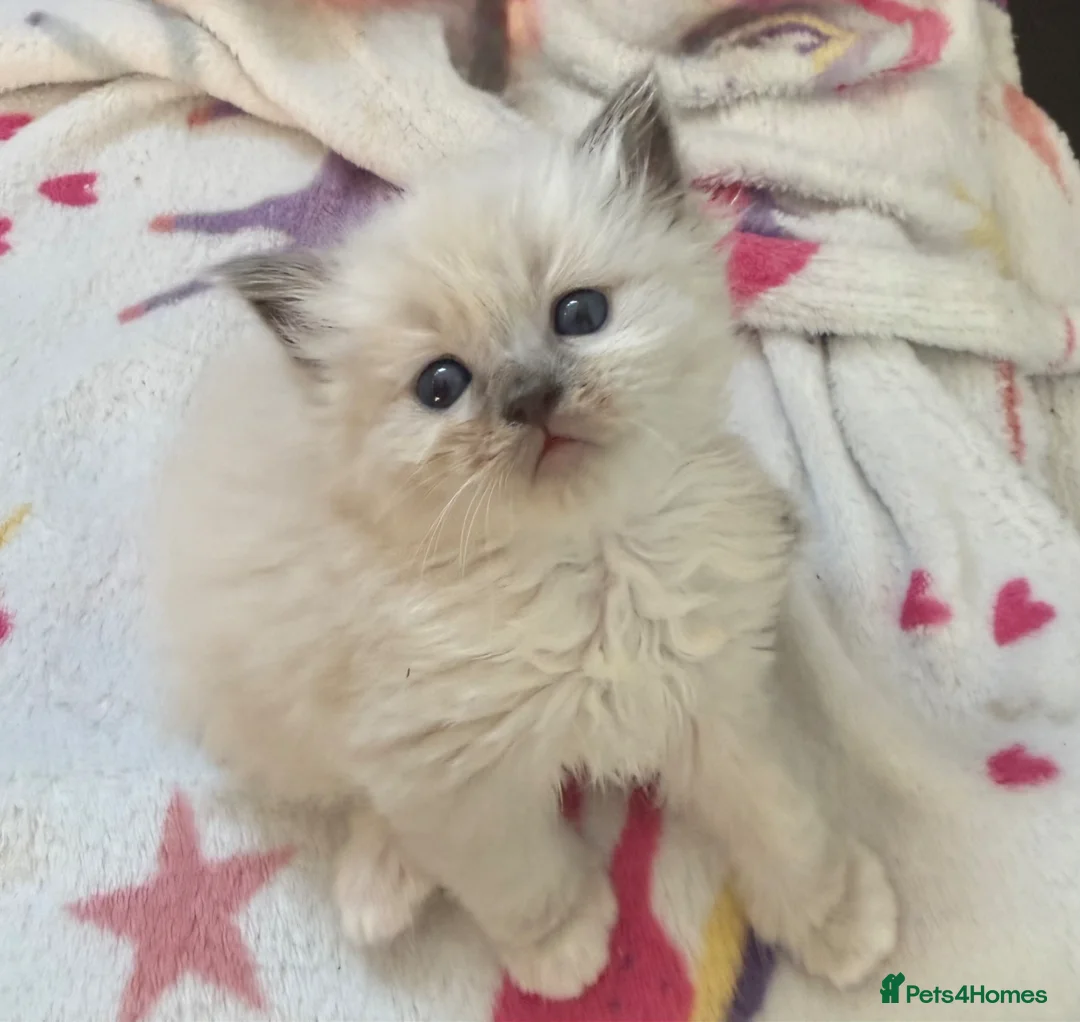 Ragdoll cats for sale: Beautiful Ragdoll Kittens - Advert 19