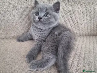 British Shorthair cats British shorthair kittens - Advert 1