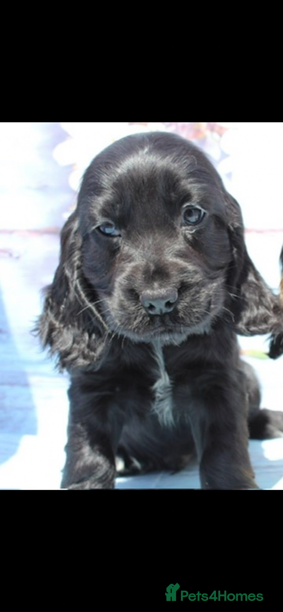 Cocker Spaniel dogs Beautiful KC Registered Show-Type Puppies - Advert 17
