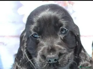 Cocker Spaniel dogs Beautiful KC Registered Show-Type Puppies - Advert 17