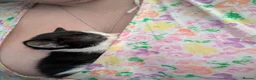 Mixed Breed cats for sale: Four stunning kittens - Advert 5