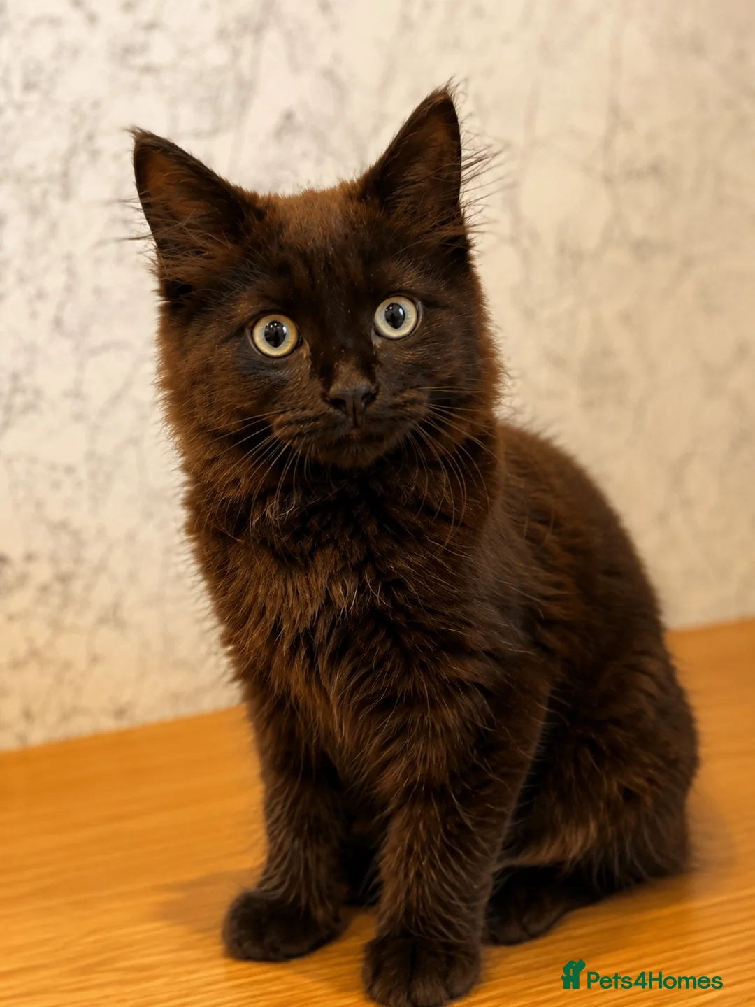 Maine Coon cats for sale: Gorgeous Smokey Maine Coon Kitten  in Falkirk - Advert 7