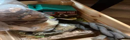 Gecko reptiles for sale: Crested gecko  in Glasgow - Advert 6