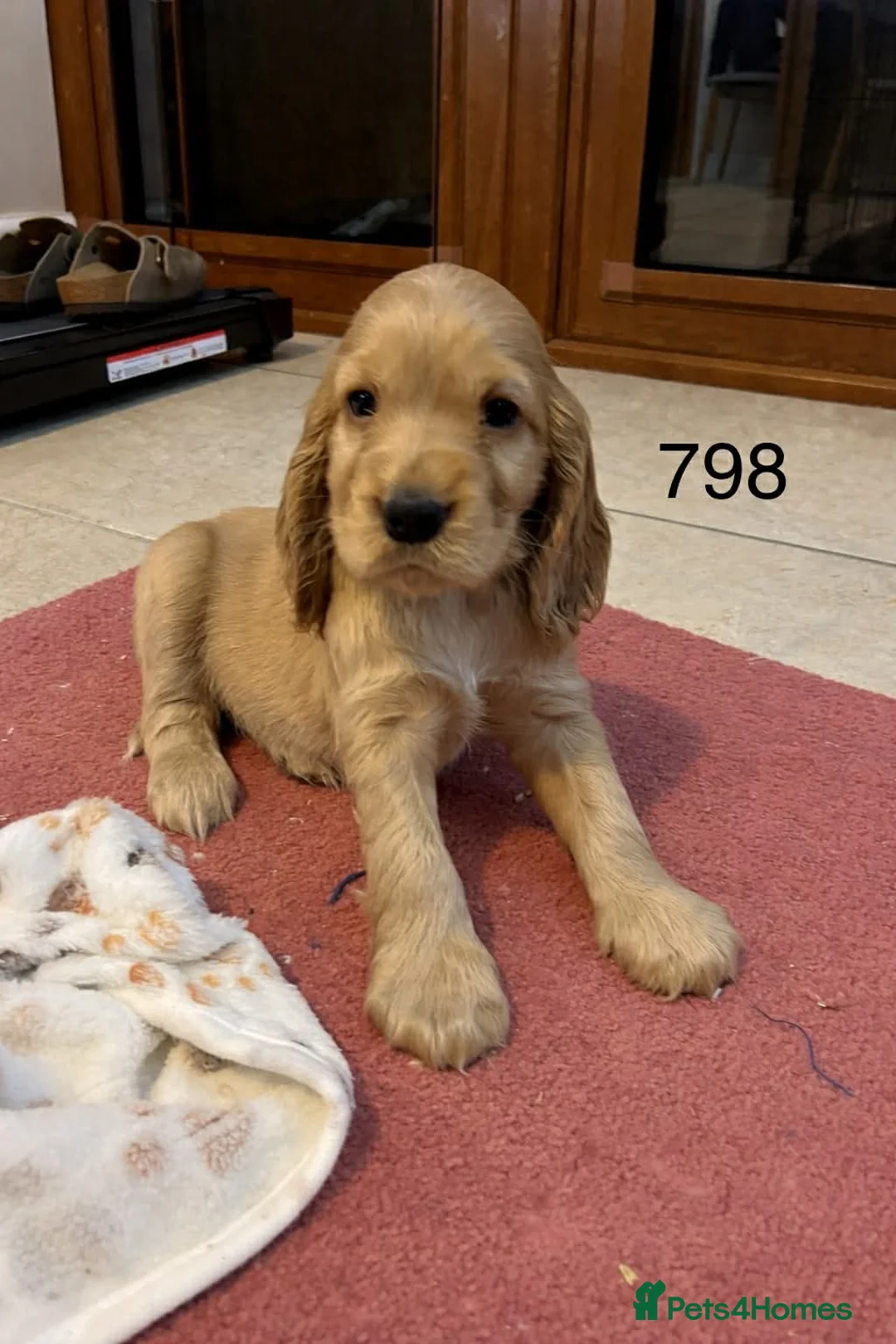 Cocker Spaniel dogs for sale: Beautiful Golden Cocker Spaniel Puppies for Sale - Advert 7