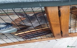 English Lop rabbits for sale: Female rabbits hutches included - Image 6