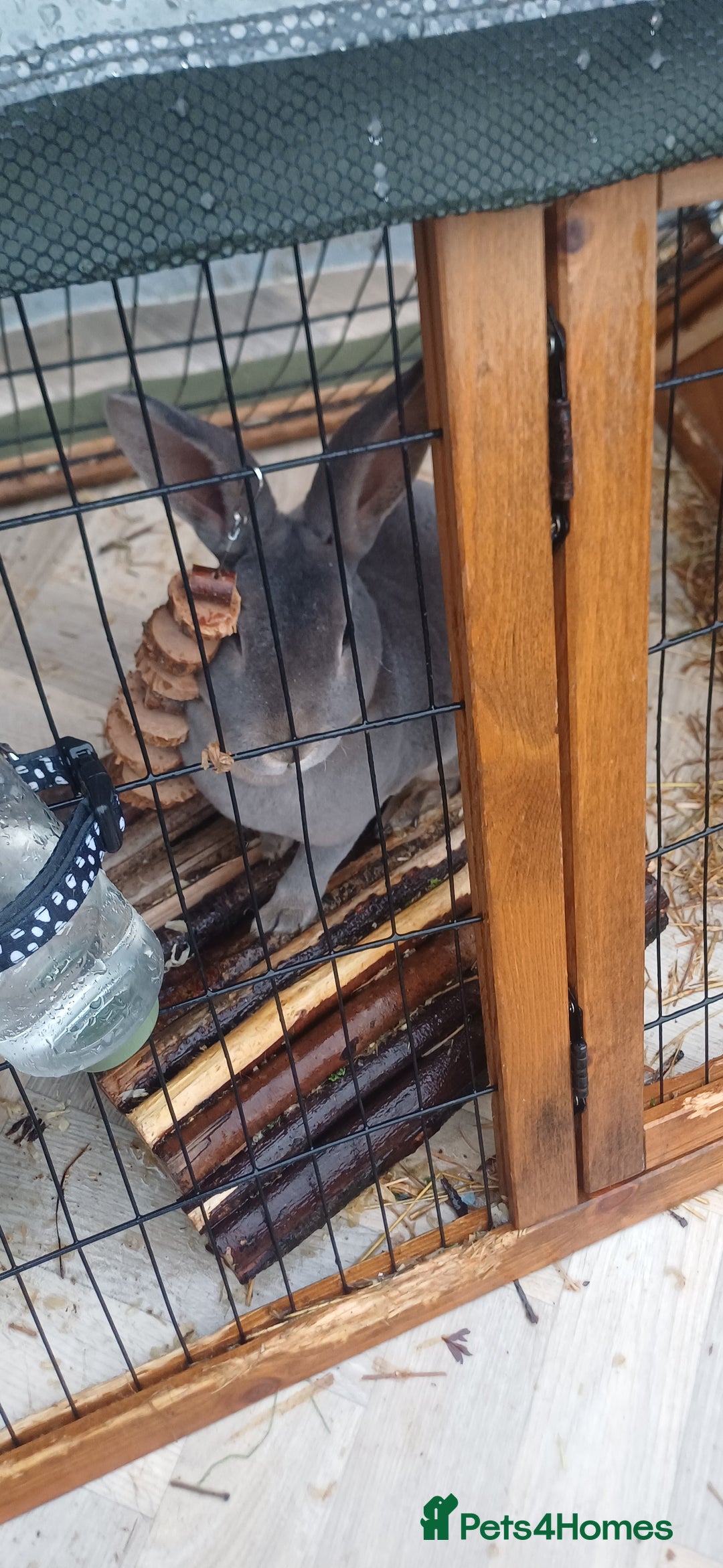English Lop rabbits for sale: Female rabbits hutches included - Image 6