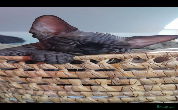 Sphynx cats - Advert 10