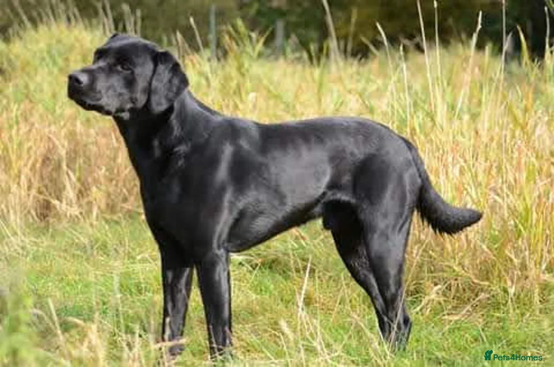 Labrador Retriever dogs for stud: FTW Health Tested Drakeshead Lines Labrador Stud - Advert 2