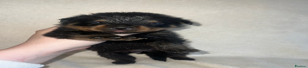 Rottweiler Puppy 5