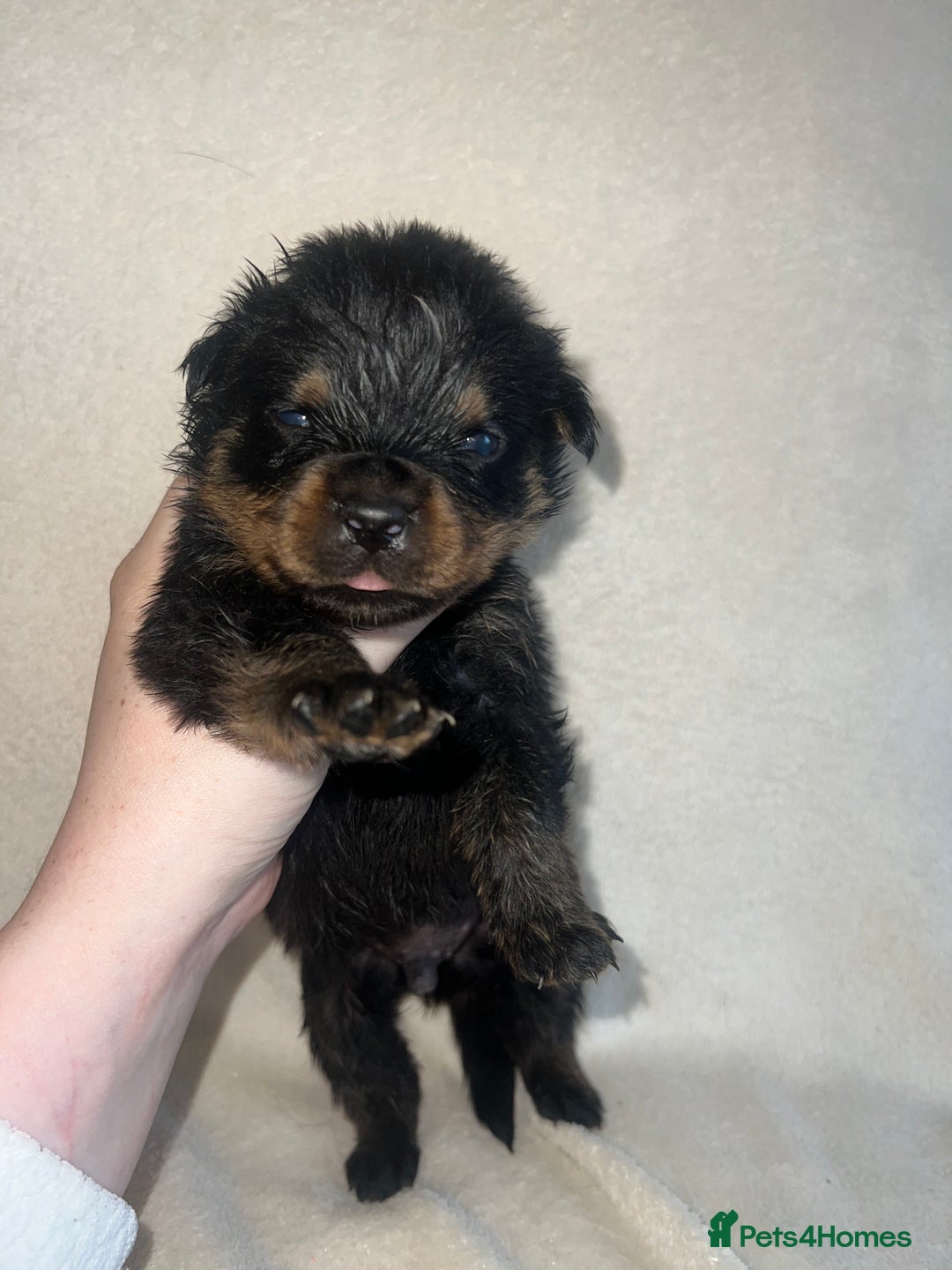 Rottweiler dogs for sale: Stunning Rottweiler puppies  - Image 9