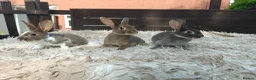 Rex rabbits for sale: Mini Rex Rabbits  - Advert 16