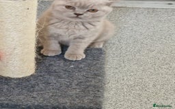 British Shorthair cats for sale: British shorthair - Image 7