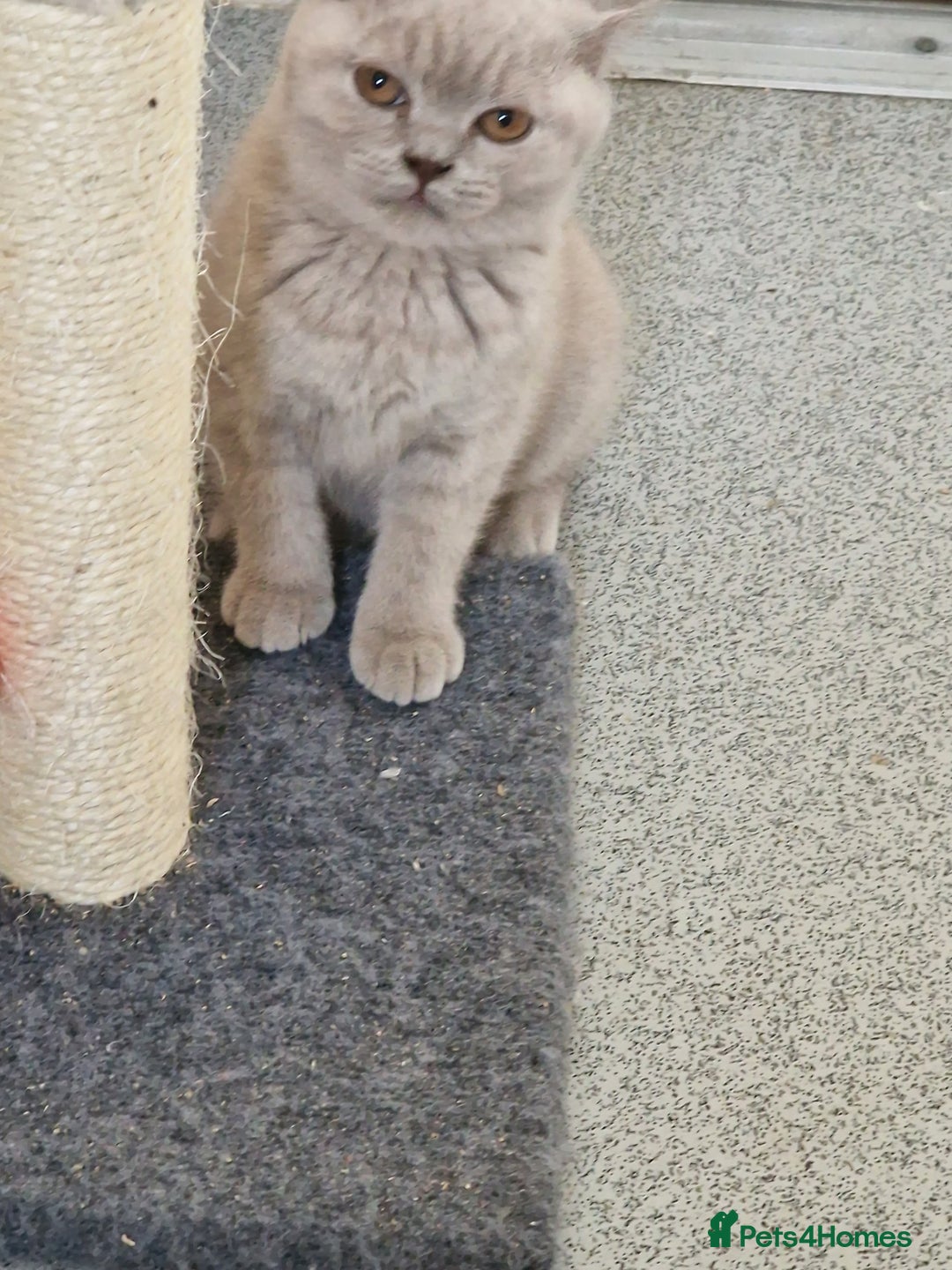British Shorthair cats for sale: British shorthair - Image 7