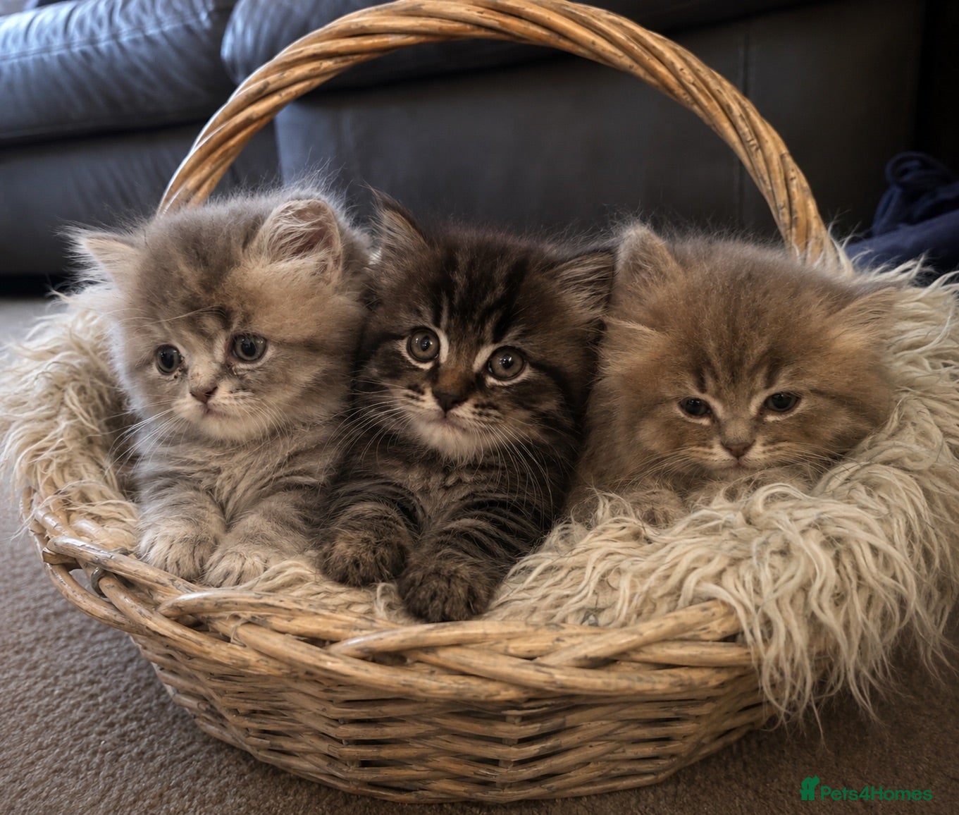 Mixed Breed cats Persian Chinchilla x - Advert 3