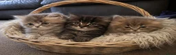 Mixed Breed cats for sale: Persian Chinchilla x - Advert 1