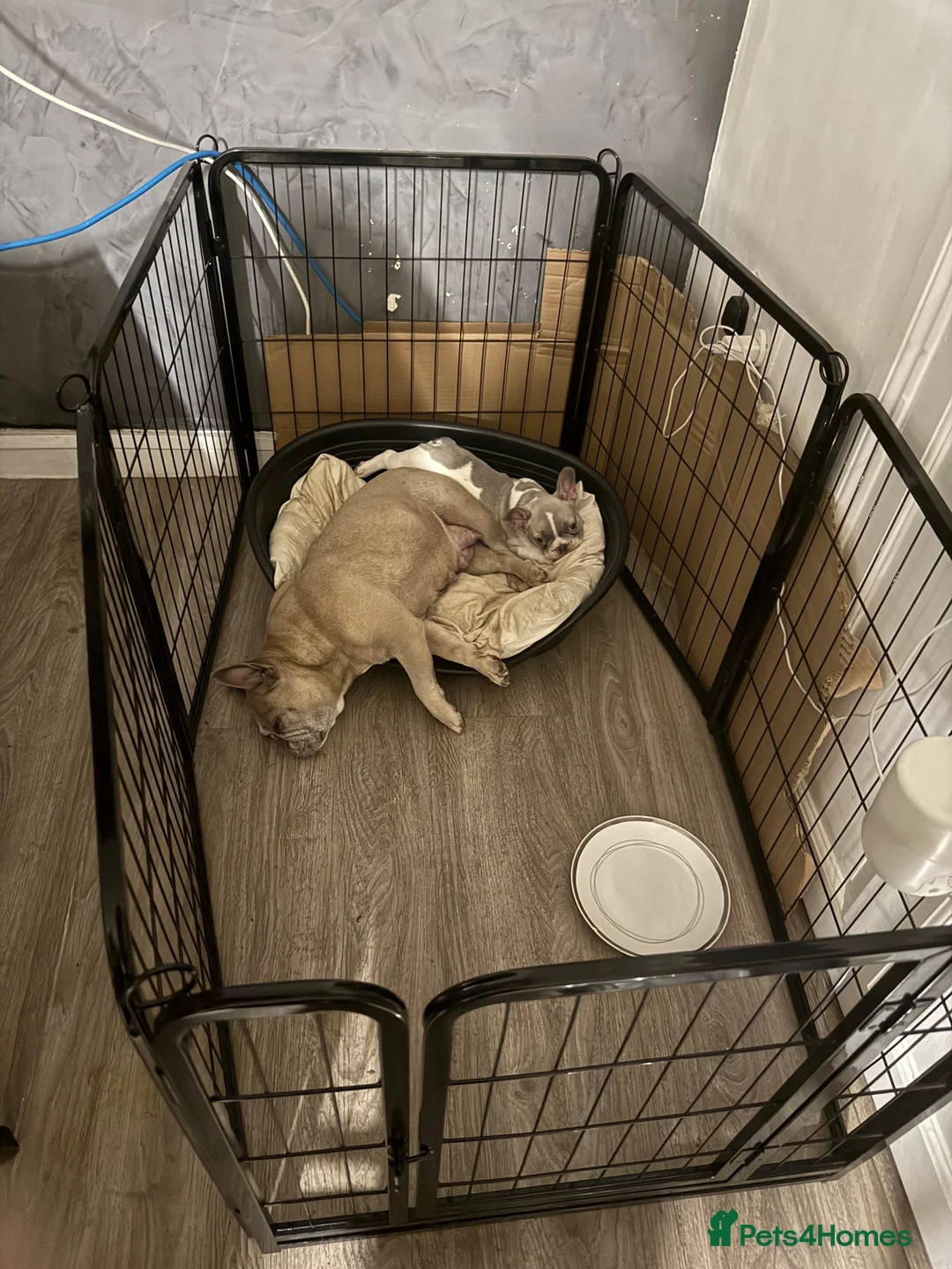 French Bulldog dogs for sale: French bull dog puppy. 10 weeks. ready now in Birkenhead - Advert 2