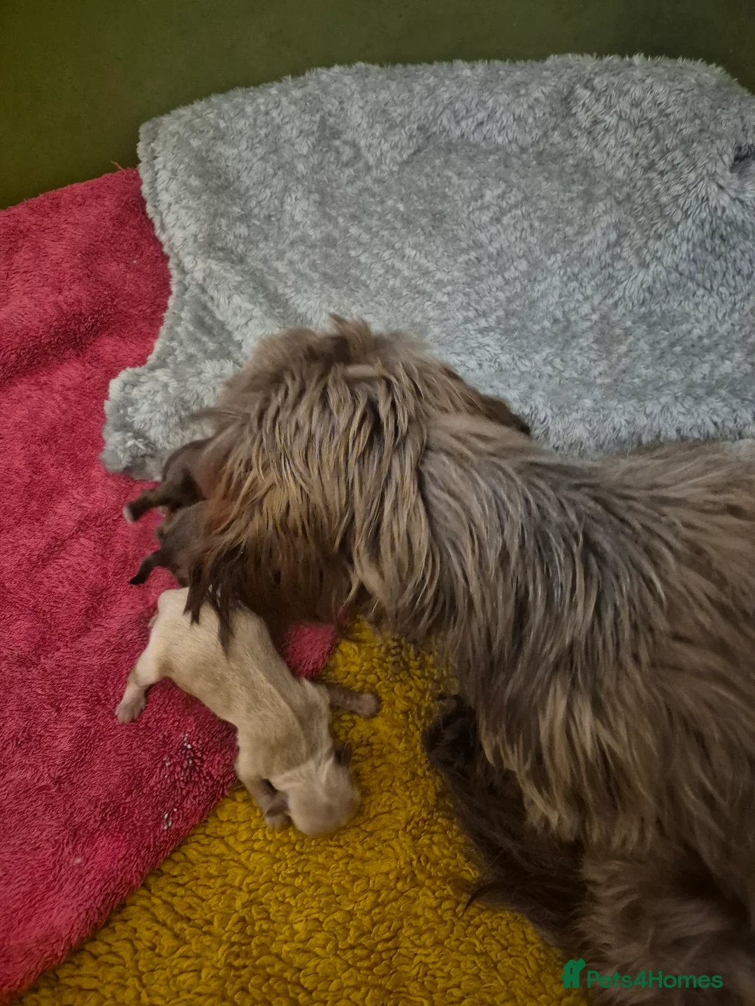 Shih Tzu dogs for sale: Shirebrook tzu pup - Advert 6