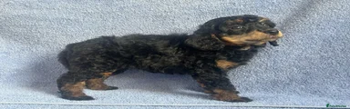 Miniature Poodle 8