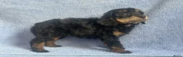 Miniature Poodle dogs for sale: 🌟🌟5 star licenced breeder🌟🌟 - Advert 16