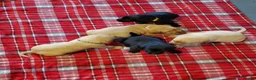 Labrador Retriever dogs for sale: 12 beautiful labrador puppies  - Advert 6