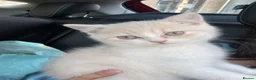British Shorthair cats for sale: British shorthair kitten  - Advert 5