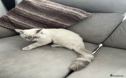 Ragdoll cats for sale: Stunning Seal Point Lynx Ragdoll For Sale. - Image 26