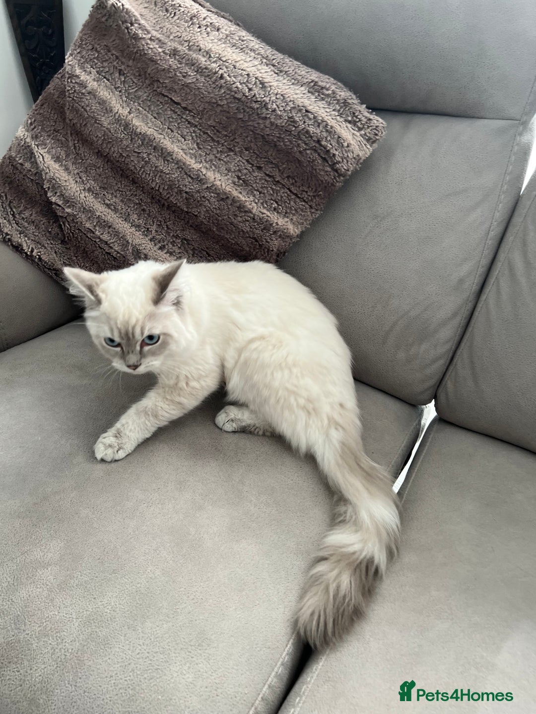 Ragdoll cats for sale: Stunning Seal Point Lynx Ragdoll For Sale. - Image 26