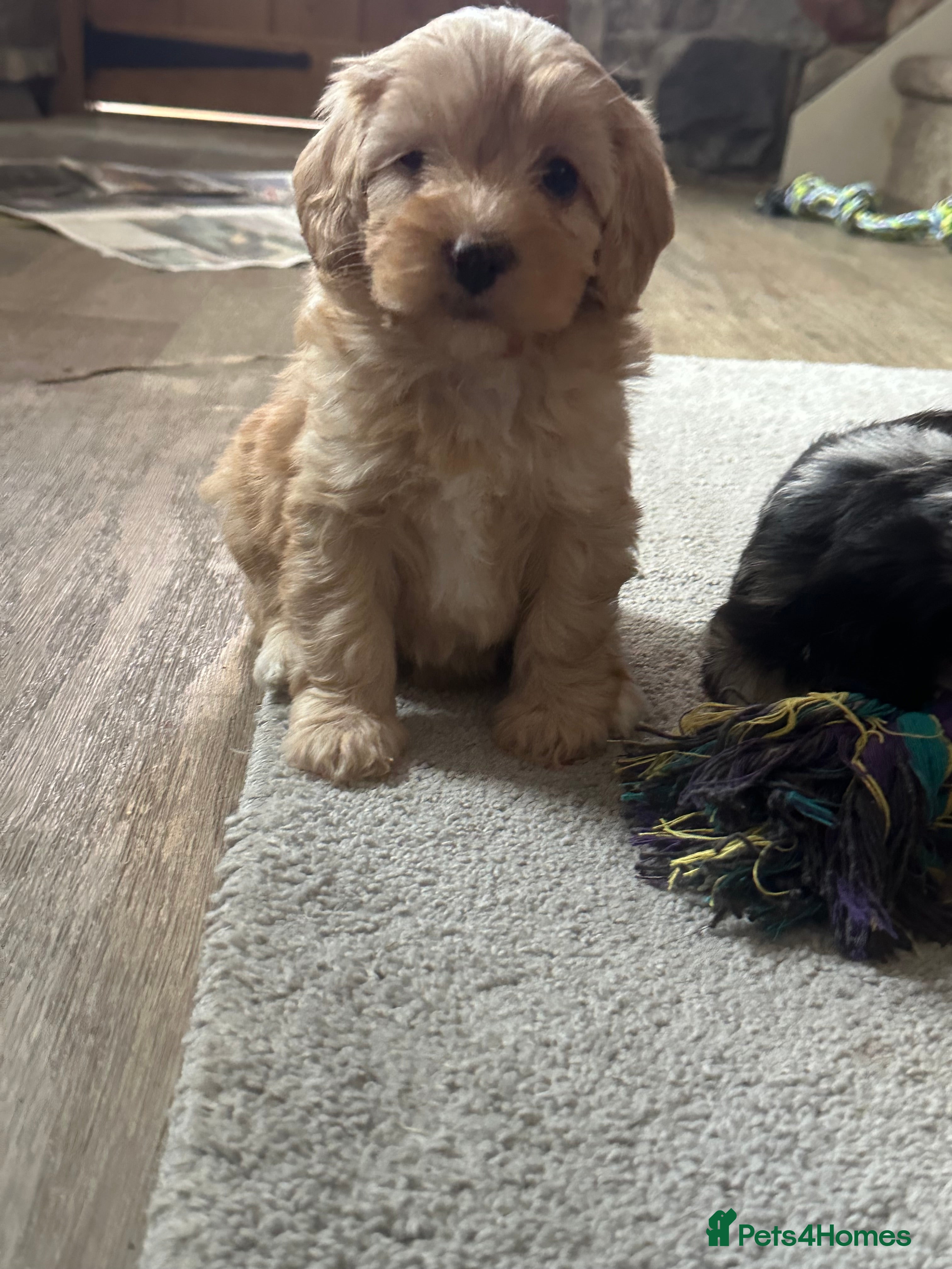 Mixed Breed dogs Cavapoo Beagle x Miniature Poodle  - Advert 18