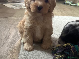 Mixed Breed dogs Cavapoo Beagle x Miniature Poodle - Advert 2