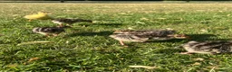 Turkeys poultry for sale: *PRE ORDER* American Turkey poults! - Advert 6