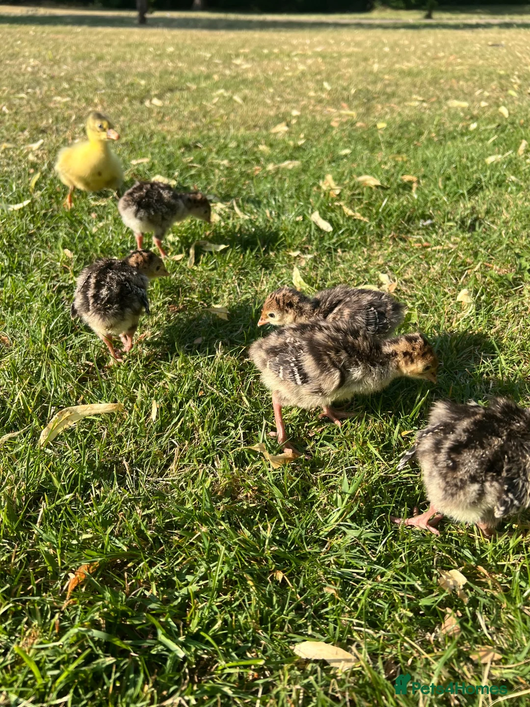 Turkeys poultry for sale: *PRE ORDER* American Turkey poults! - Advert 6