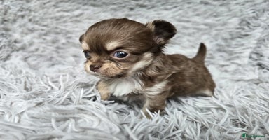 Chihuahua dogs - Advert 14