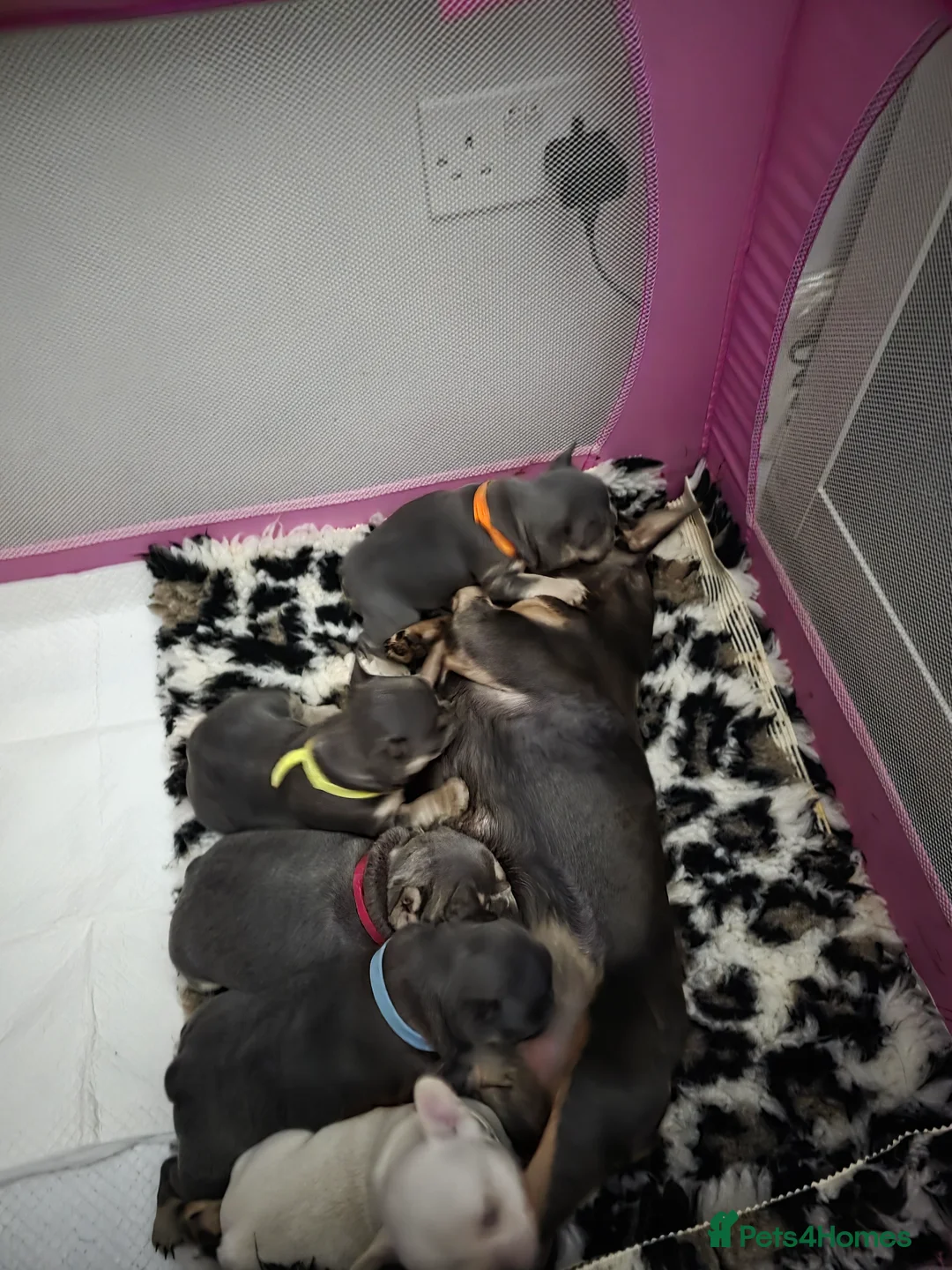 French Bulldog dogs for sale: Adorable French bulldog pups for sale  in Ware - Advert 2