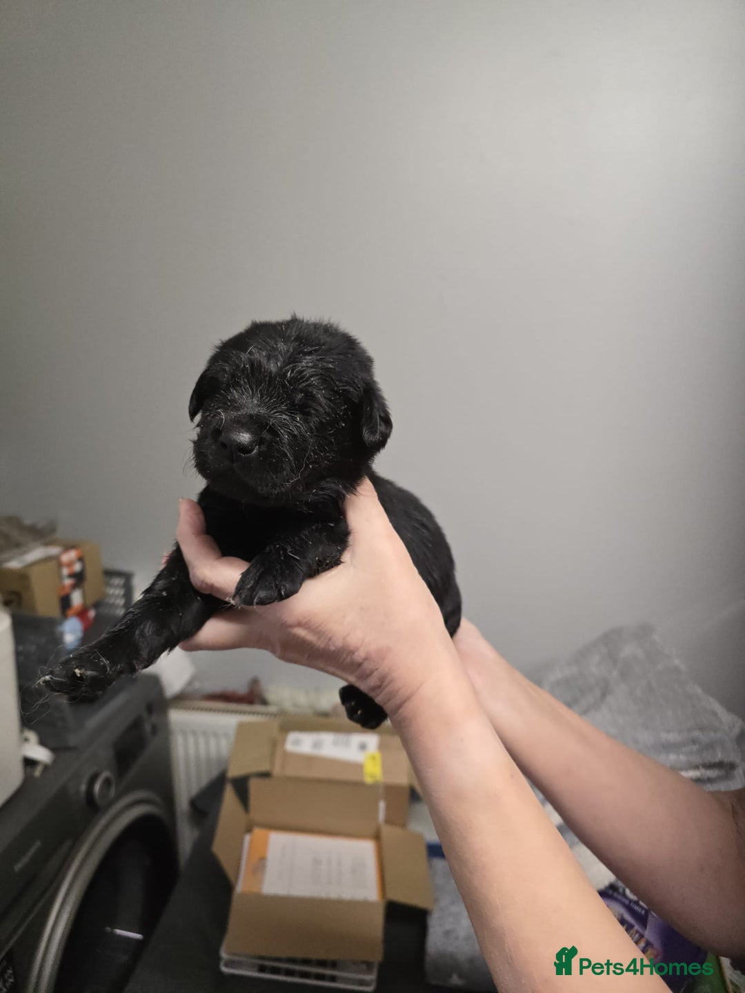 Goldador dogs for sale: Goldador  - Advert 6