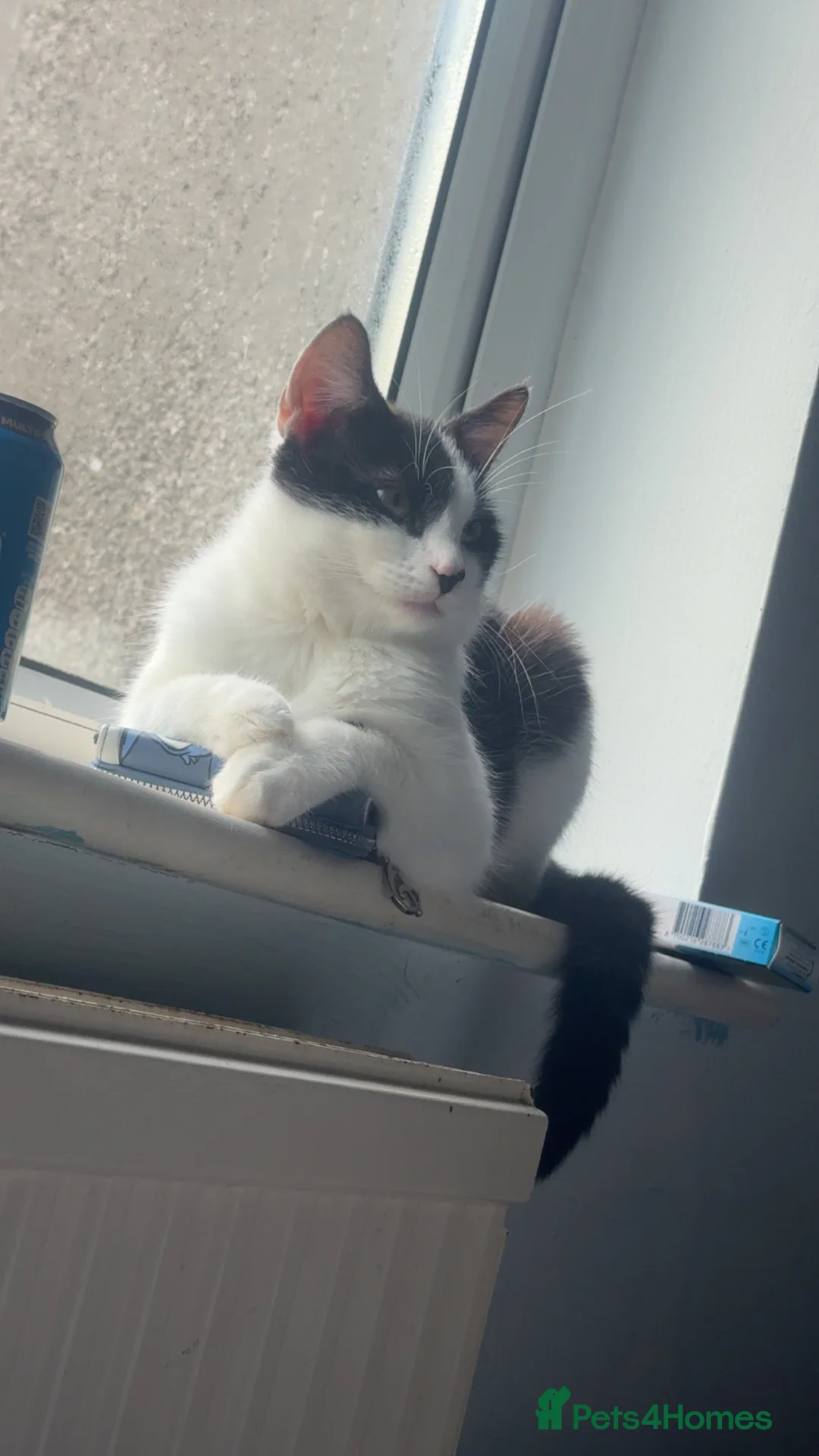 Mixed Breed cats for sale: Socks  in Swansea - Advert 4