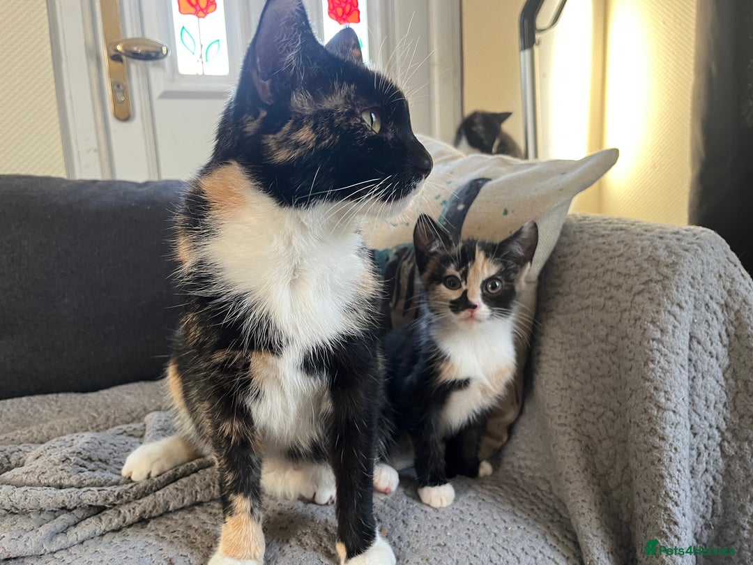 Mixed Breed cats for sale: Tortoiseshell and ginger kittens for sale  - Image 2
