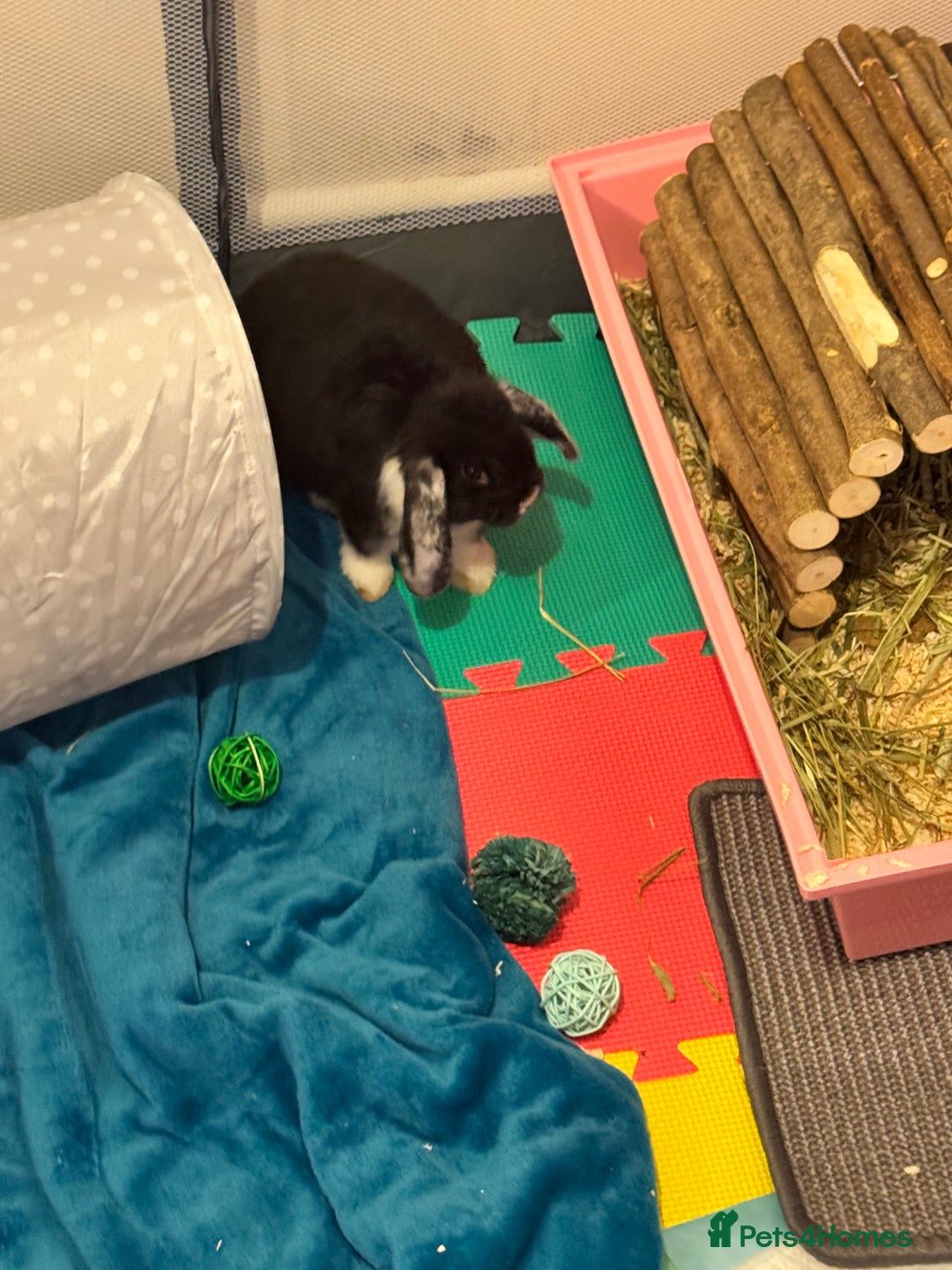 Mini Lop rabbits for sale: Very loved indoor bunny needing new loving home - Advert 2