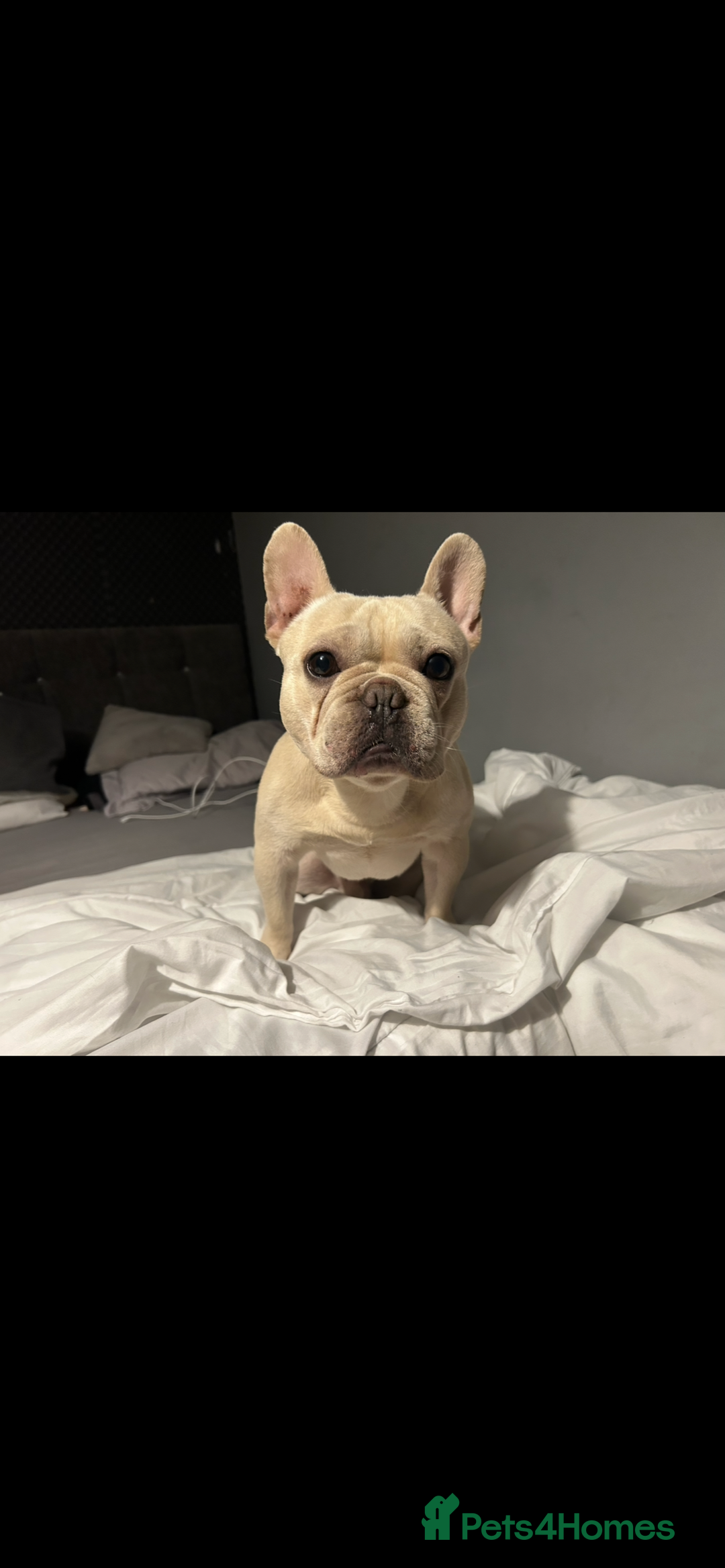 French Bulldog dogs for sale: KC French bulldog puppies dad 5 generation pedigre - Advert 10