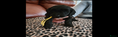 Mixed Breed Puppy 3