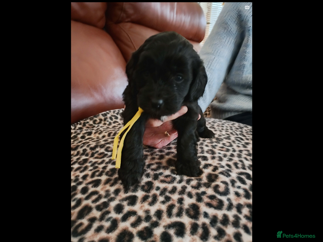 Mixed Breed dogs for sale: COCKALIERPOOS - Advert 5