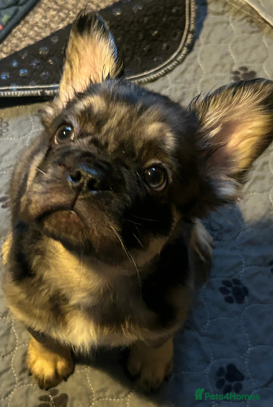 French Bulldog dogs for sale: Ready now, 2 boys 🐾🔥Fluffy French bulldogs 🔥🐾 - Advert 2