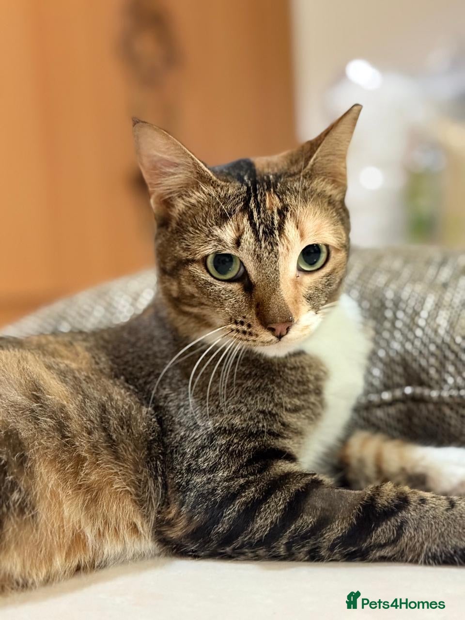 Arabian Mau cats Mila is available for adoption  - Advert 3