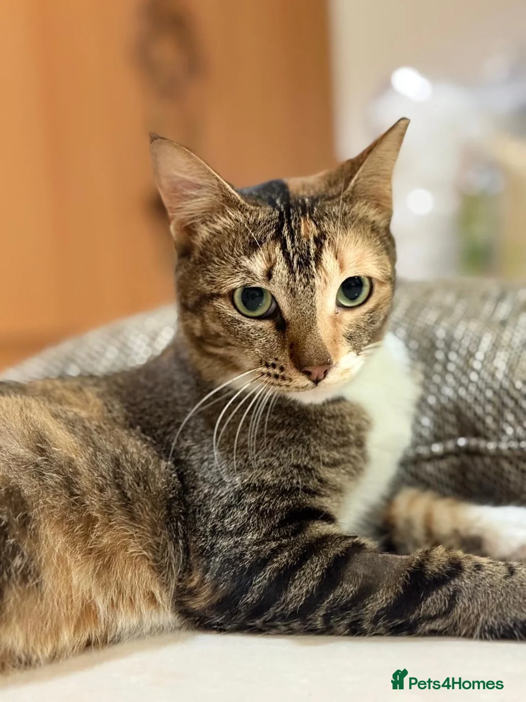 Arabian Mau cats for adoption: Mila is available for adoption  - Advert 1