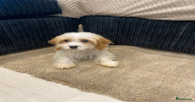 Cavapoo dogs - Advert 5